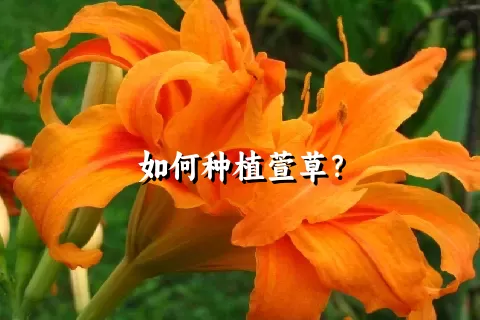 如何种植萱草？