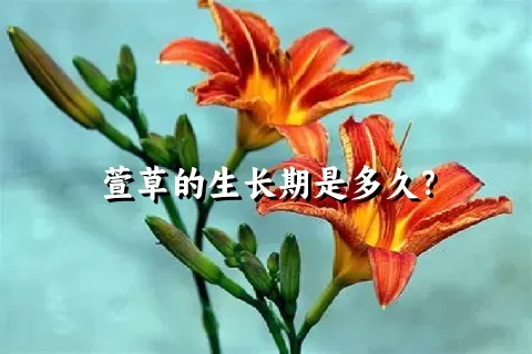 萱草的生长期是多久？