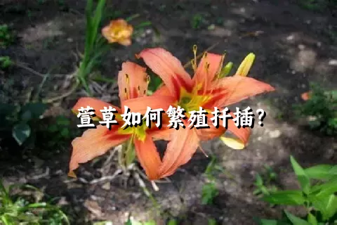 萱草如何繁殖扦插？