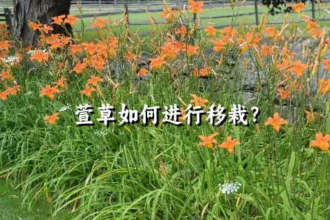 萱草如何进行移栽？