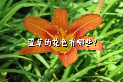 萱草的花色有哪些？