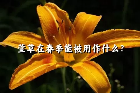 萱草在春季能被用作什么？