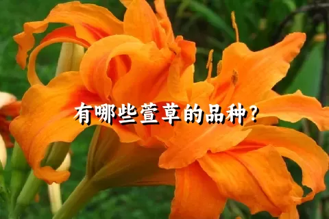 有哪些萱草的品种？