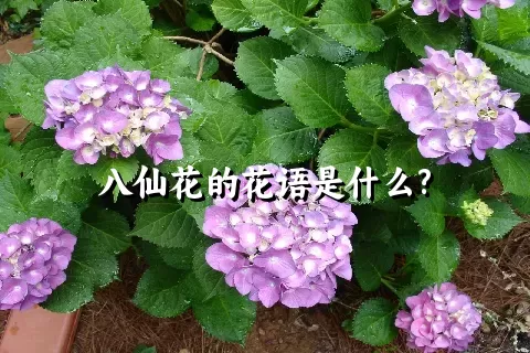 八仙花的花语是什么?