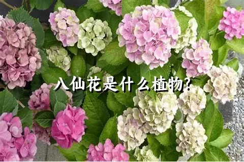 八仙花是什么植物?