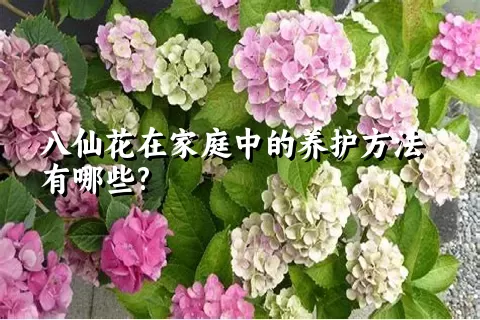 八仙花在家庭中的养护方法有哪些?