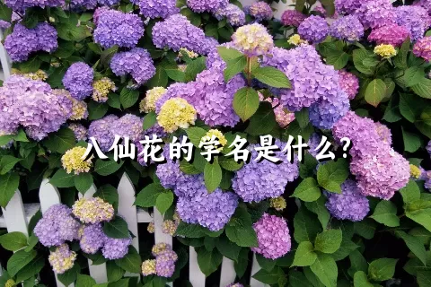 八仙花的学名是什么?