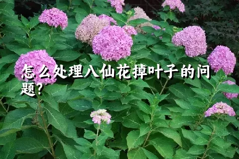 怎么处理八仙花掉叶子的问题?