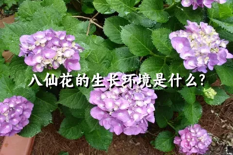 八仙花的生长环境是什么?