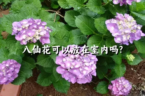 八仙花可以放在室内吗?