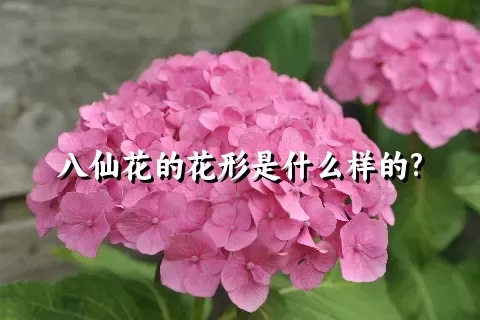 八仙花的花形是什么样的?