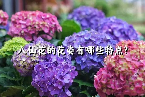 八仙花的花姿有哪些特点?