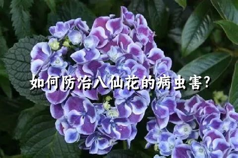 如何防治八仙花的病虫害?