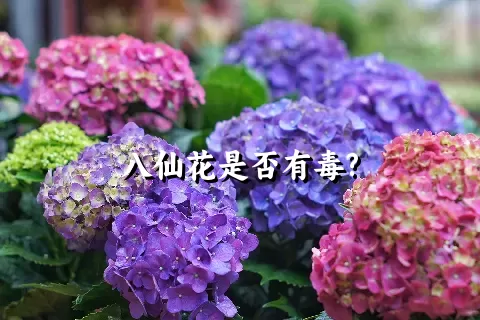 八仙花是否有毒?