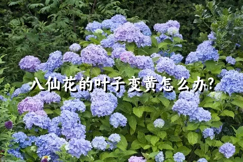 八仙花的叶子变黄怎么办?