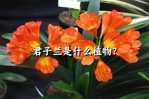 君子兰是什么植物？