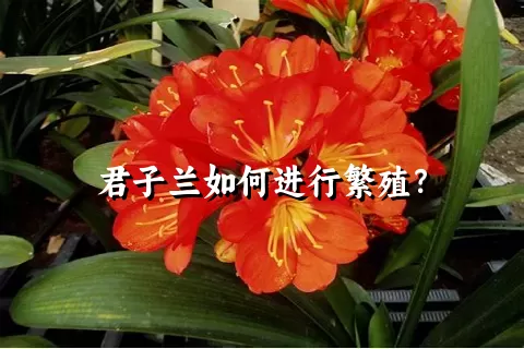 君子兰如何进行繁殖？