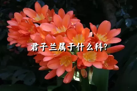 君子兰属于什么科？