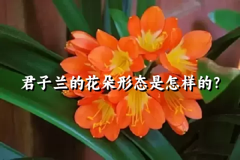 君子兰的花朵形态是怎样的？