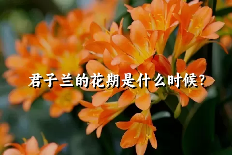 君子兰的花期是什么时候？