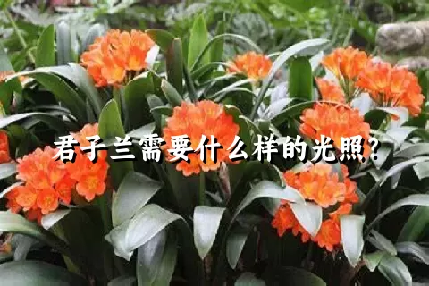 君子兰需要什么样的光照？