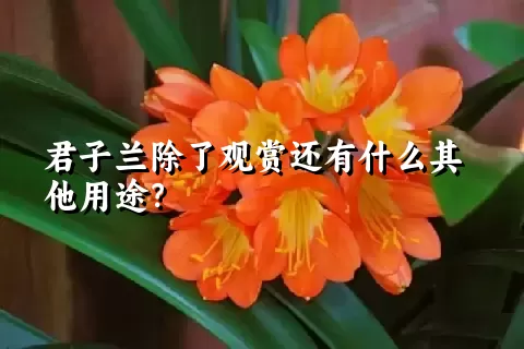 君子兰除了观赏还有什么其他用途？