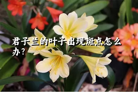 君子兰的叶子出现斑点怎么办？