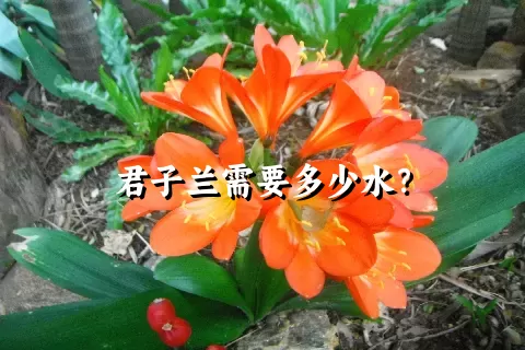 君子兰需要多少水？