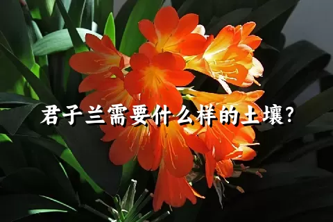 君子兰需要什么样的土壤？