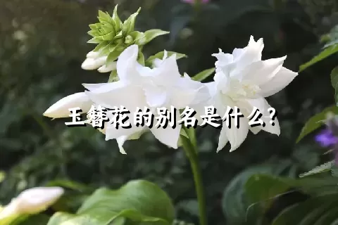 玉簪花的别名是什么?