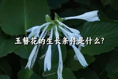 玉簪花的生长条件是什么?