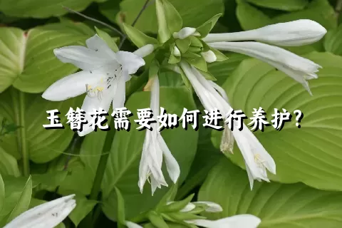 玉簪花需要如何进行养护?