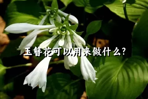 玉簪花可以用来做什么?