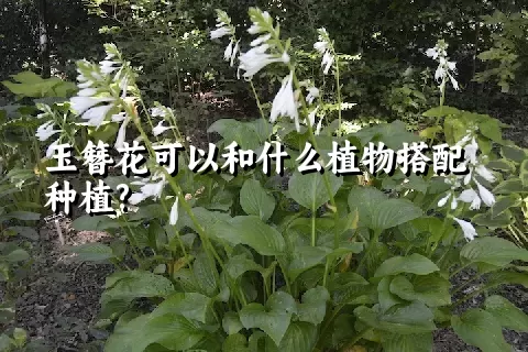 玉簪花可以和什么植物搭配种植?