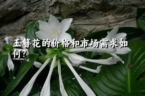 玉簪花的价格和市场需求如何?