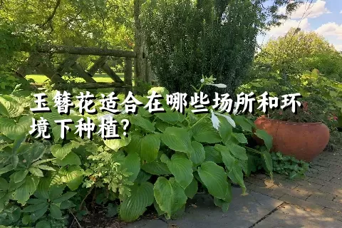 玉簪花适合在哪些场所和环境下种植?