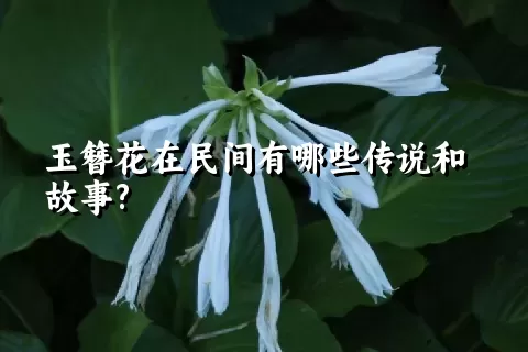 玉簪花在民间有哪些传说和故事?