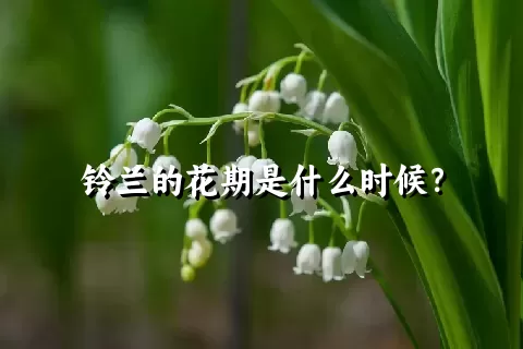 铃兰的花期是什么时候？