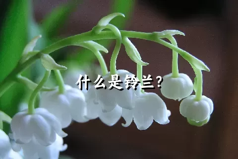 什么是铃兰？