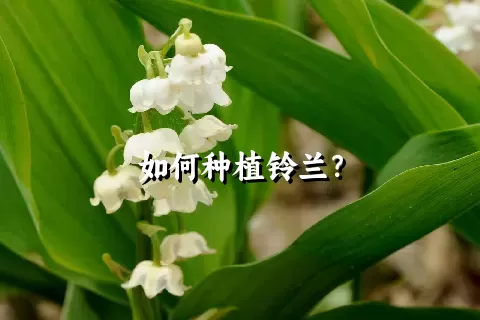 如何种植铃兰？