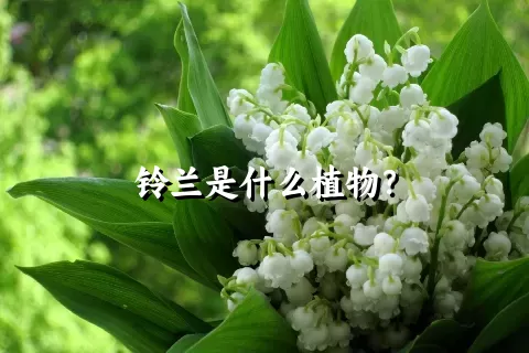 铃兰是什么植物？