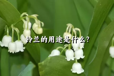 铃兰的用途是什么？