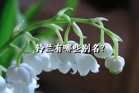 铃兰有哪些别名？