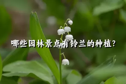 哪些园林景点有铃兰的种植？