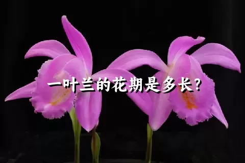 一叶兰的花期是多长？