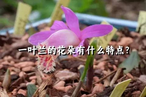 一叶兰的花朵有什么特点？