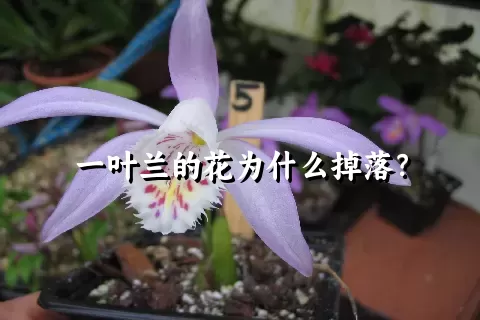 一叶兰的花为什么掉落？