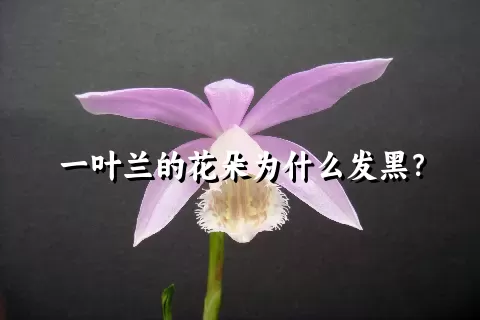 一叶兰的花朵为什么发黑？