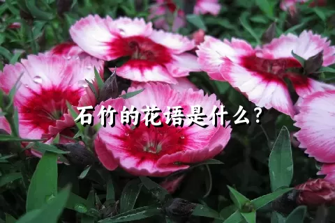 石竹的花语是什么？