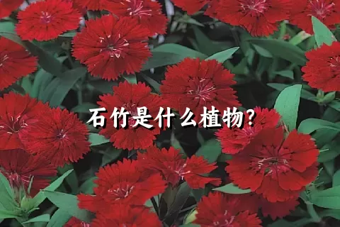 石竹是什么植物？